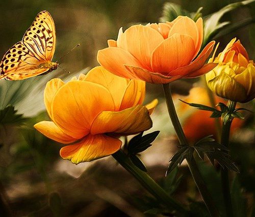 10 najpopularniejszych kwiatów do ogrodu