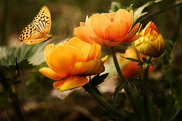 10 najpopularniejszych kwiatów do ogrodu